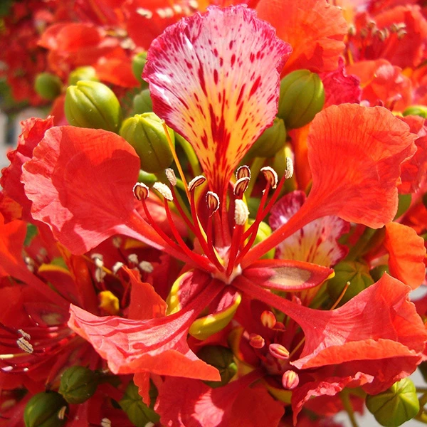 Flor roja