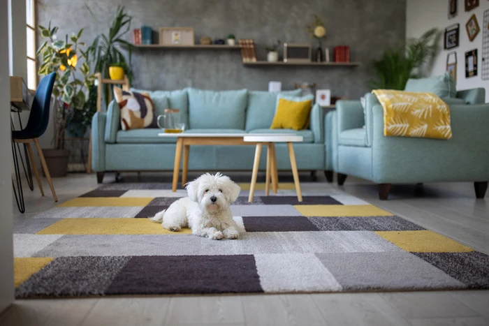 Apartamento funcional y ventilado para vivir con mascotas