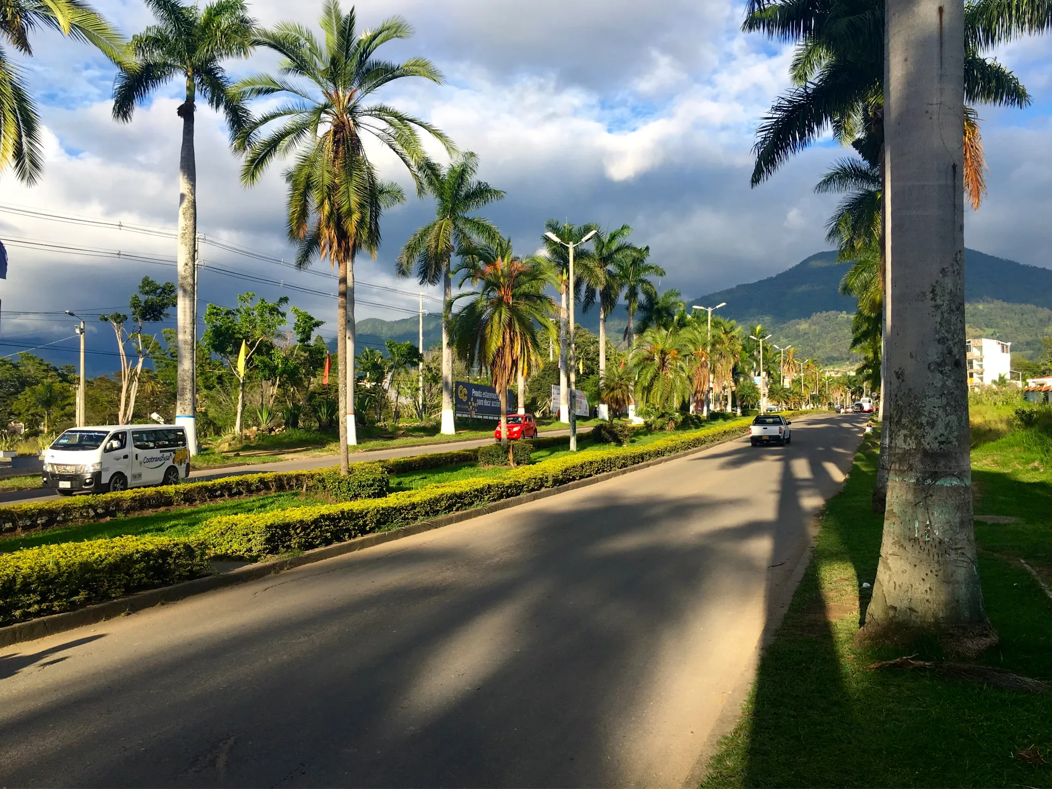 Avenida arborizada con palmeras en Fusagasugá y tráfico vehicular