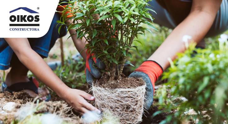 Niño cultivando plantas